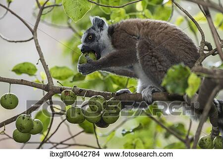 "Ring-tailed Lemur (Lemur catta) on a tree feeding on fruit, Madagascar, Africa" View Large Photo Image Picture - "Ring-tailed Lemur (Lemur catta) on a tree feeding on fruit, Madagascar, Africa". Fotosearch