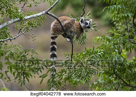 "Ring-tailed Lemur (Lemur catta), on a tree, Madagascar, Africa" View Large Photo Image Stock Photo - "Ring-tailed Lemur (Lemur catta), on a tree, Madagascar, Africa". Fotosearch