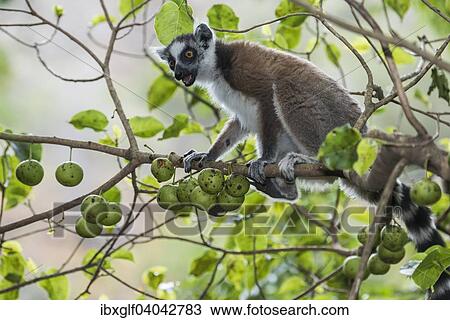 "Ring-tailed Lemur (Lemur catta), on tree with fruits, Madagascar, Africa" View Large Photo Image Stock Image - "Ring-tailed Lemur (Lemur catta), on tree with fruits, Madagascar, Africa". Fotosearch