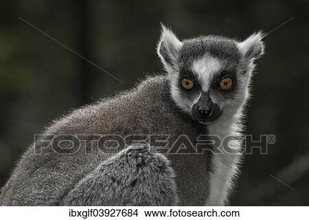 "Ring-tailed Lemur (Lemur catta), captive, Western Cape Province, South Africa, Africa" View Large Photo Image Picture - "Ring-tailed Lemur (Lemur catta), captive, Western Cape Province, South Africa, Africa". Fotosearch