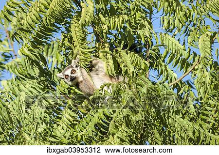 Stock Image - "Ring-tailed Lemur (Lemur catta), Toliara Province, Madagascar, Africa". Fotosearch
