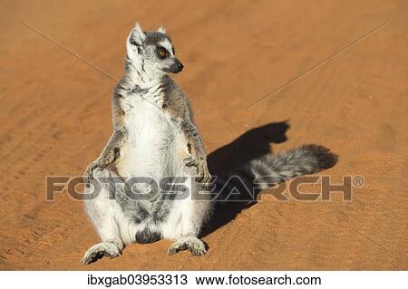 "Ring-tailed Lemur (Lemur catta), Toliara Province, Madagascar, Africa" View Large Photo Image Stock Image - "Ring-tailed Lemur (Lemur catta), Toliara Province, Madagascar, Africa". Fotosearch