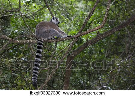 "Ring-tailed Lemur (Lemur catta), captive, Western Cape Province, South Africa, Africa" View Large Photo Image Stock Image - "Ring-tailed Lemur (Lemur catta), captive, Western Cape Province, South Africa, Africa". Fotosearch