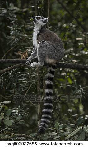 "Ring-tailed Lemur (Lemur catta), captive, Western Cape Province, South Africa, Africa" View Large Photo Image Stock Photography - "Ring-tailed Lemur (Lemur catta), captive, Western Cape Province, South Africa, Africa". Fotosearch