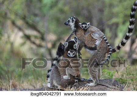 "Ring-tailed Lemurs (Lemur catta), adults with young on their backs, Adringitra Region, Madagascar, Africa" View Large Photo Image Stock Image - "Ring-tailed Lemurs (Lemur catta), adults with young on their backs, Adringitra Region, Madagascar, Africa". Fotosearch