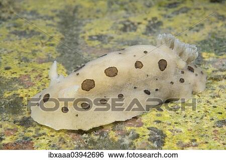 "Ringed Doris (Diaulula sandiegensis), Sea of Japan, Primorsky Krai, Russia, Europe" View Large Photo Image Stock Photograph - "Ringed Doris (Diaulula sandiegensis), Sea of Japan, Primorsky Krai, Russia, Europe". Fotosearch