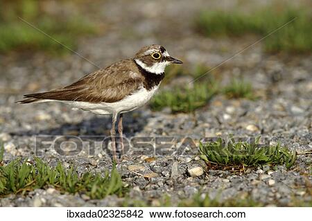 "Ringed Plover (Charadrius dubius), female standing on gravel, Illmitz, Lake Neusiedl, Burgenland, Austria, Europe" View Large Photo Image Stock Image - "Ringed Plover (Charadrius dubius), female standing on gravel, Illmitz, Lake Neusiedl, Burgenland, Austria, Europe". Fotosearch