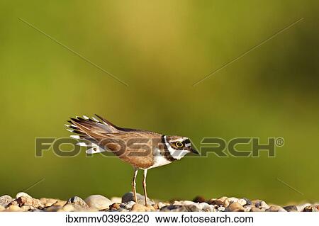 "Ringed Plover (Charadrius dubius), courting male, Dessau-Rosslau, Saxony-Anhalt, Germany, Europe" View Large Photo Image Stock Image - "Ringed Plover (Charadrius dubius), courting male, Dessau-Rosslau, Saxony-Anhalt, Germany, Europe". Fotosearch