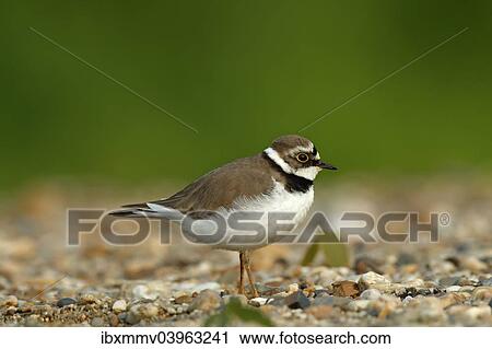 "Ringed Plover (Charadrius dubius), female in habitat, Saxony-Anhalt, Germany, Europe" View Large Photo Image Stock Image - "Ringed Plover (Charadrius dubius), female in habitat, Saxony-Anhalt, Germany, Europe". Fotosearch