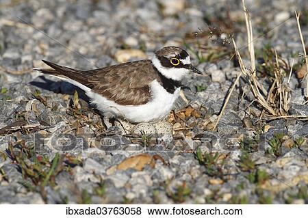 "Ringed Plover (Charadrius dubius) perched on nest with eggs, Burgenland, Austria, Europe" View Large Photo Image Stock Photo - "Ringed Plover (Charadrius dubius) perched on nest with eggs, Burgenland, Austria, Europe". Fotosearch
