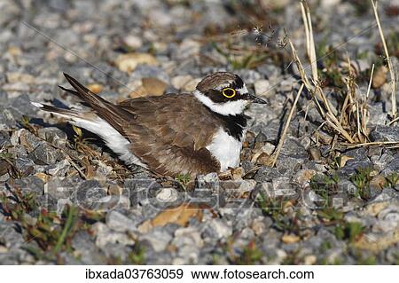 "Ringed Plover (Charadrius dubius) perched on nest, Burgenland, Austria, Europe" View Large Photo Image Stock Photo - "Ringed Plover (Charadrius dubius) perched on nest, Burgenland, Austria, Europe". Fotosearch