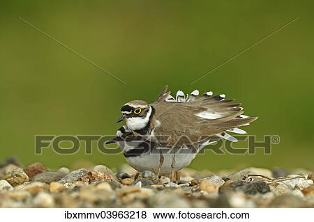 "Ringed Plover (Charadrius dubius), breeding pair in courtship on a gravel bank, Dessau-Rosslau, Saxony-Anhalt, Germany, Europe" View Large Photo Image Stock Photo - "Ringed Plover (Charadrius dubius), breeding pair in courtship on a gravel bank, Dessau-Rosslau, Saxony-Anhalt, Germany, Europe". Fotosearch