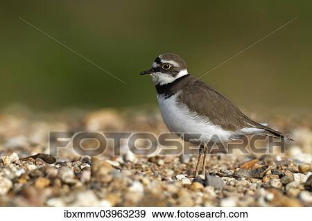 "Ringed Plover (Charadrius dubius), female in habitat, Saxony-Anhalt, Germany, Europe" View Large Photo Image Stock Photo - "Ringed Plover (Charadrius dubius), female in habitat, Saxony-Anhalt, Germany, Europe". Fotosearch