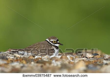 "Ringed Plover (Charadrius dubius), male on the nest, Saxony-Anhalt, Germany, Europe" View Large Photo Image Stock Photo - "Ringed Plover (Charadrius dubius), male on the nest, Saxony-Anhalt, Germany, Europe". Fotosearch