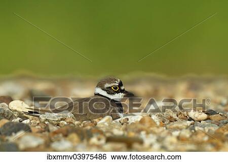 "Ringed Plover (Charadrius dubius), male on the nest, Saxony-Anhalt, Germany, Europe" View Large Photo Image Stock Photograph - "Ringed Plover (Charadrius dubius), male on the nest, Saxony-Anhalt, Germany, Europe". Fotosearch
