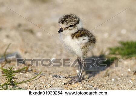 "Ringed Plover (Charadrius hiaticula), young bird standing in the sand" View Large Photo Image Picture - "Ringed Plover (Charadrius hiaticula), young bird standing in the sand". Fotosearch