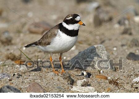 "Ringed Plover (Charadrius hiaticula), mature bird, Eidersperrwerk, Schleswig-Holstein, North Friesland, Germany, Europe" View Large Photo Image Picture - "Ringed Plover (Charadrius hiaticula), mature bird, Eidersperrwerk, Schleswig-Holstein, North Friesland, Germany, Europe". Fotosearch