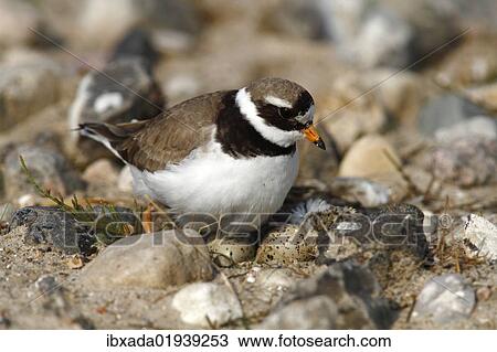 Ringed Plover (Charadrius hiaticula) sitting on its nest with two eggs and a hatched chick View Large Photo Image Stock Image - Ringed Plover (Charadrius hiaticula) sitting on its nest with two eggs and a hatched chick. Fotosearch