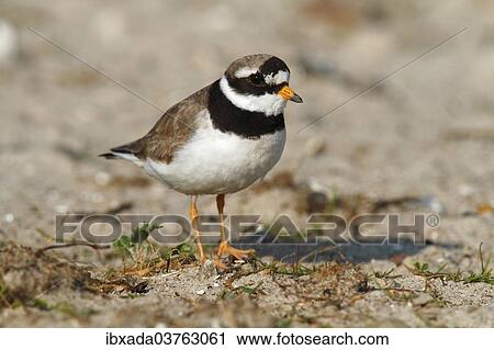 "Ringed Plover (Charadrius hiaticula) standing on rocky ground, Schleswig-Holstein, Germany, Europe" View Large Photo Image Stock Image - "Ringed Plover (Charadrius hiaticula) standing on rocky ground, Schleswig-Holstein, Germany, Europe". Fotosearch