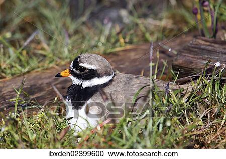 Stock Image - "Ringed Plover (Charadrius hiaticula), Burgenland, Austria, Europe". Fotosearch
