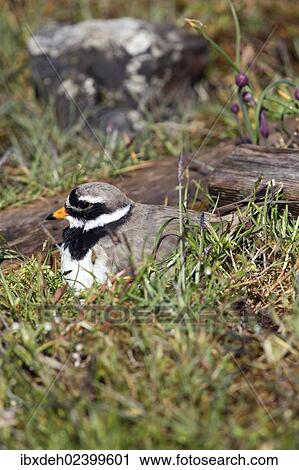 "Ringed Plover (Charadrius hiaticula), Burgenland, Austria, Europe" View Large Photo Image Stock Image - "Ringed Plover (Charadrius hiaticula), Burgenland, Austria, Europe". Fotosearch
