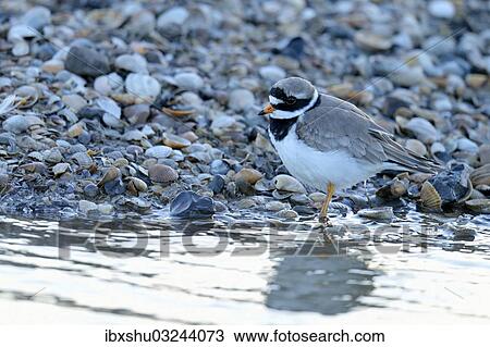 "Ringed Plover (Charadrius hiaticula), Texel, West Frisian Islands, province of North Holland, The Netherlands, Europe" View Large Photo Image Stock Image - "Ringed Plover (Charadrius hiaticula), Texel, West Frisian Islands, province of North Holland, The Netherlands, Europe". Fotosearch