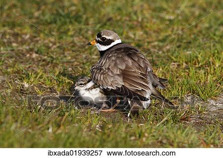 Stock Photo - Ringed Plover (Charadrius hiaticula) with its chicks gathered under its wings. Fotosearch