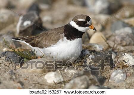 Stock Photo - "Ringed Plover (Charadrius hiaticula), mature bird sitting on its nest, Eidersperrwerk, Schleswig-Holstein, North Friesland, Germany, Europe". Fotosearch