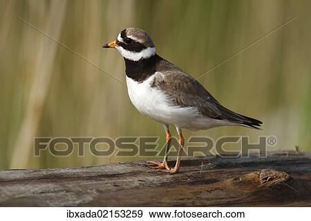 "Ringed Plover (Charadrius hiaticula), mature bird, Eidersperrwerk, Schleswig-Holstein, North Friesland, Germany, Europe" View Large Photo Image Stock Photo - "Ringed Plover (Charadrius hiaticula), mature bird, Eidersperrwerk, Schleswig-Holstein, North Friesland, Germany, Europe". Fotosearch