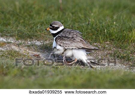 Ringed Plover (Charadrius hiaticula) with its chicks gathered under its wings View Large Photo Image Stock Photography - Ringed Plover (Charadrius hiaticula) with its chicks gathered under its wings. Fotosearch