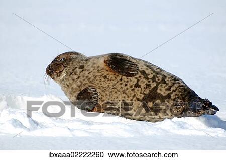 "Ringed seal (Pusa hispida), White Sea, Kareliya, Karelia, north Russia, Arctic" View Large Photo Image Stock Image - "Ringed seal (Pusa hispida), White Sea, Kareliya, Karelia, north Russia, Arctic". Fotosearch