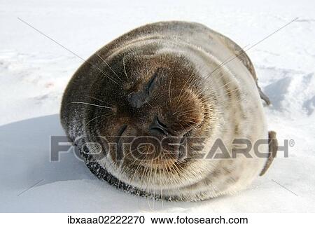 "Ringed seal (Pusa hispida), White Sea, Kareliya, Karelia, north Russia, Arctic" View Large Photo Image Stock Image - "Ringed seal (Pusa hispida), White Sea, Kareliya, Karelia, north Russia, Arctic". Fotosearch