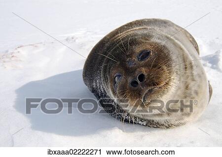 Stock Image - "Ringed seal (Pusa hispida), White Sea, Kareliya, Karelia, north Russia, Arctic". Fotosearch