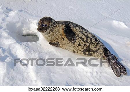 "Ringed seal (Pusa hispida), White Sea, Kareliya, Karelia, north Russia, Arctic" View Large Photo Image Stock Photo - "Ringed seal (Pusa hispida), White Sea, Kareliya, Karelia, north Russia, Arctic". Fotosearch