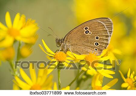 "Ringlet (Aphantopus hyperantus), Lower Saxony, Germany, Europe" View Large Photo Image Stock Photo - "Ringlet (Aphantopus hyperantus), Lower Saxony, Germany, Europe". Fotosearch