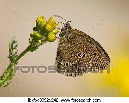 "Ringlet (Aphantopus hyperantus) sucking nectar, Lower Saxony, Germany, Europe" View Large Photo Image Stock Image - "Ringlet (Aphantopus hyperantus) sucking nectar, Lower Saxony, Germany, Europe". Fotosearch