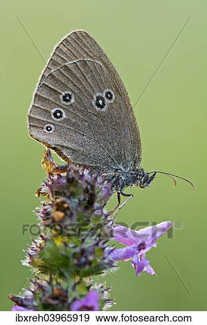 "Ringlet (Aphantopus hyperantus), Tyrol, Austria, Europe" View Large Photo Image Stock Photo - "Ringlet (Aphantopus hyperantus), Tyrol, Austria, Europe". Fotosearch