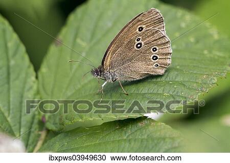 "Ringlet butterfly (Aphantopus hyperantus), on a leaf, South Wales, United Kingdom, Europe" View Large Photo Image Stock Image - "Ringlet butterfly (Aphantopus hyperantus), on a leaf, South Wales, United Kingdom, Europe". Fotosearch