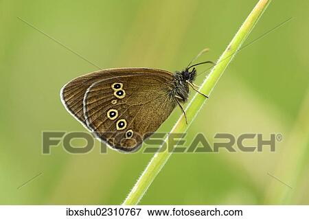 "Ringlet butterfly (Aphantopus hyperantus), underside, Zug, Switzerland, Europe" View Large Photo Image Stock Photo - "Ringlet butterfly (Aphantopus hyperantus), underside, Zug, Switzerland, Europe". Fotosearch