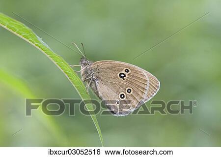 "Ringlet butterfly (Aphantopus hyperantus), Thuringia, Germany, Europe" View Large Photo Image Stock Photograph - "Ringlet butterfly (Aphantopus hyperantus), Thuringia, Germany, Europe". Fotosearch