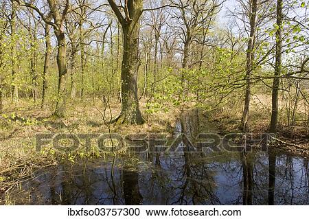 "Riparian forest with Oak trees or Pedunculate Oaks (Quercus robur) and pools of water in the spring, Fallersleben, Wolfsburg, Lower Saxony, Germany, Europe" View Large Photo Image Stock Image - "Riparian forest with Oak trees or Pedunculate Oaks (Quercus robur) and pools of water in the spring, Fallersleben, Wolfsburg, Lower Saxony, Germany, Europe". Fotosearch