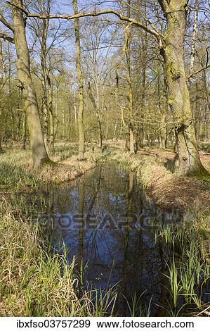 "Riparian forest with Oak trees or Pedunculate Oaks (Quercus robur) and pools of water in the spring, Fallersleben, Wolfsburg, Lower Saxony, Germany, Europe" View Large Photo Image Stock Photo - "Riparian forest with Oak trees or Pedunculate Oaks (Quercus robur) and pools of water in the spring, Fallersleben, Wolfsburg, Lower Saxony, Germany, Europe". Fotosearch