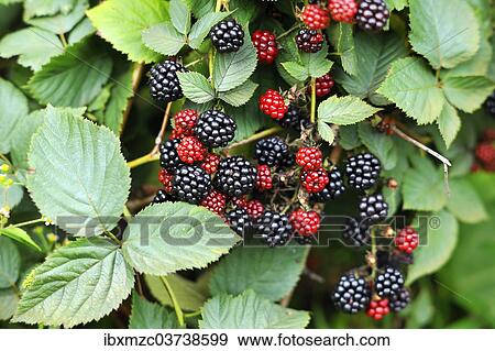 "Ripe and unripe blackberries (Rubus sectio Rubus) on the bush, Lower Saxony, Germany, Europe" View Large Photo Image Stock Photo - "Ripe and unripe blackberries (Rubus sectio Rubus) on the bush, Lower Saxony, Germany, Europe". Fotosearch