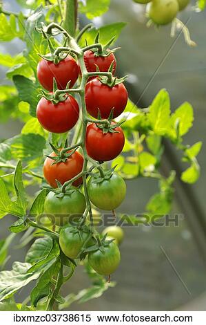 "Ripe and unripe tomatoes (Solanum lycopersicum) on a panicle, Mecklenburg-Western Pomerania, Germany, Europe" View Large Photo Image Stock Photography - "Ripe and unripe tomatoes (Solanum lycopersicum) on a panicle, Mecklenburg-Western Pomerania, Germany, Europe". Fotosearch