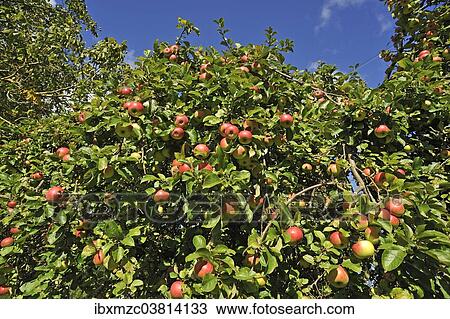 "Ripe apples (Malus) on tree, Mecklenburg-Vorpommern, Germany, Europe" View Large Photo Image Stock Image - "Ripe apples (Malus) on tree, Mecklenburg-Vorpommern, Germany, Europe". Fotosearch