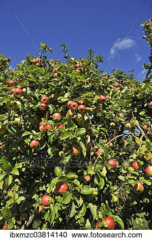 Stock Image - "Ripe apples (Malus) on tree, Mecklenburg-Vorpommern, Germany, Europe". Fotosearch