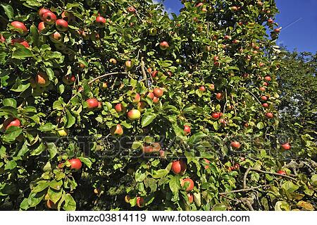 Stock Photo - "Ripe apples (Malus) on tree, Mecklenburg-Vorpommern, Germany, Europe". Fotosearch