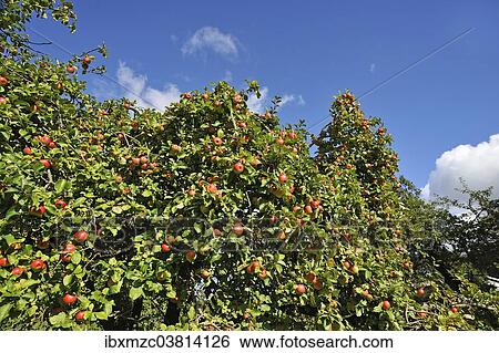 Stock Photograph - "Ripe apples (Malus) on tree, Mecklenburg-Vorpommern, Germany, Europe". Fotosearch