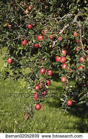"Ripe apples on an apple tree, Bad Feilnbach, Upper Bavaria, Bavaria, Germany, Europe, PublicGround, Europe" View Large Photo Image Stock Photo - "Ripe apples on an apple tree, Bad Feilnbach, Upper Bavaria, Bavaria, Germany, Europe, PublicGround, Europe". Fotosearch