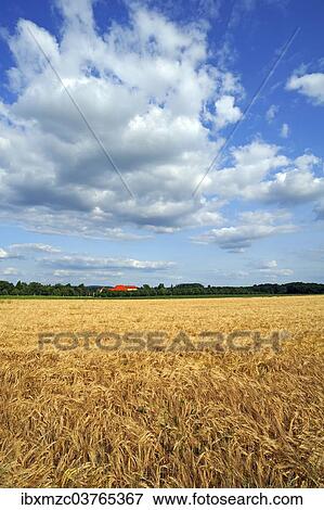 Stock Photo - "Ripe Barley field (Hordeum vulgare), Upper Franconia, Bavaria, Germany, Europe". Fotosearch
